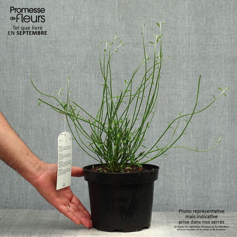 Example of Spartium junceum - Pfriemenginster Topf mit 2L/3L as you get in automne