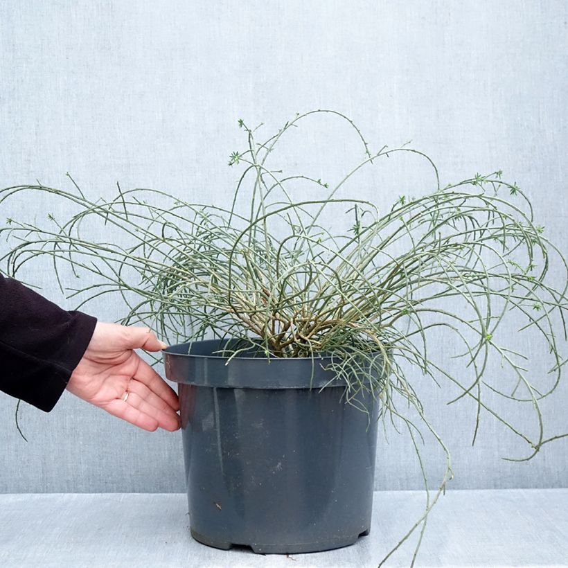 Exemplar von Stein-Ginster - Genista lydia Topf mit 7,5L/10L wie im Herbst geliefert
