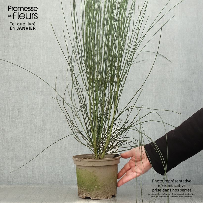 Exemplar von Elfenbeinginster Albus - Cytisus praecox Topf mit 2L/3L wie im Winter geliefert
