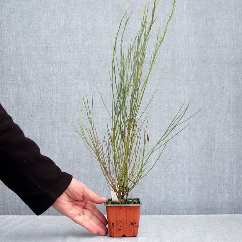 Exemplar von Elfenbeinginster Allgold - Cytisus praecox Kleine Töpfe von 8/9 cm wie im Herbst geliefert