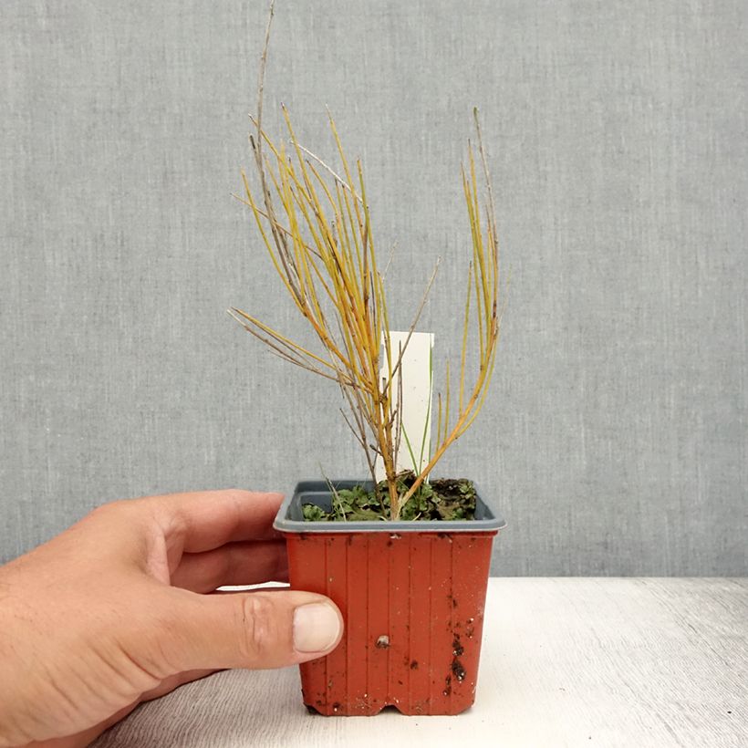 Example of Elfenbeinginster Allgold - Cytisus praecox Kleine Töpfe von 8/9 cm as you get in ete