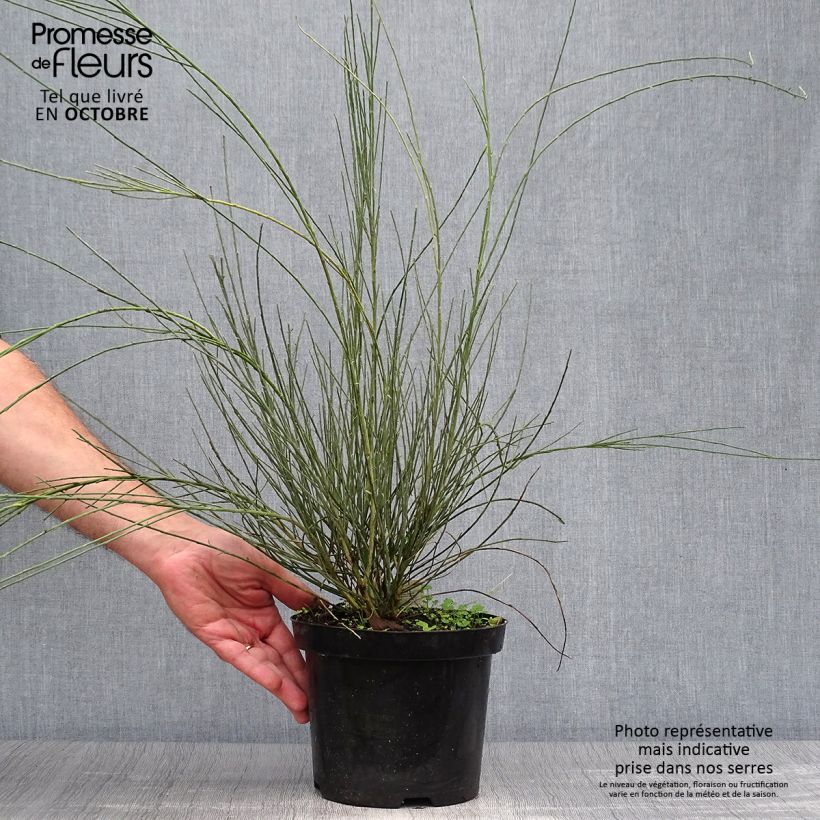 Example of Elfenbeinginster Allgold - Cytisus praecox Topf mit 2L/3L as you get in automne