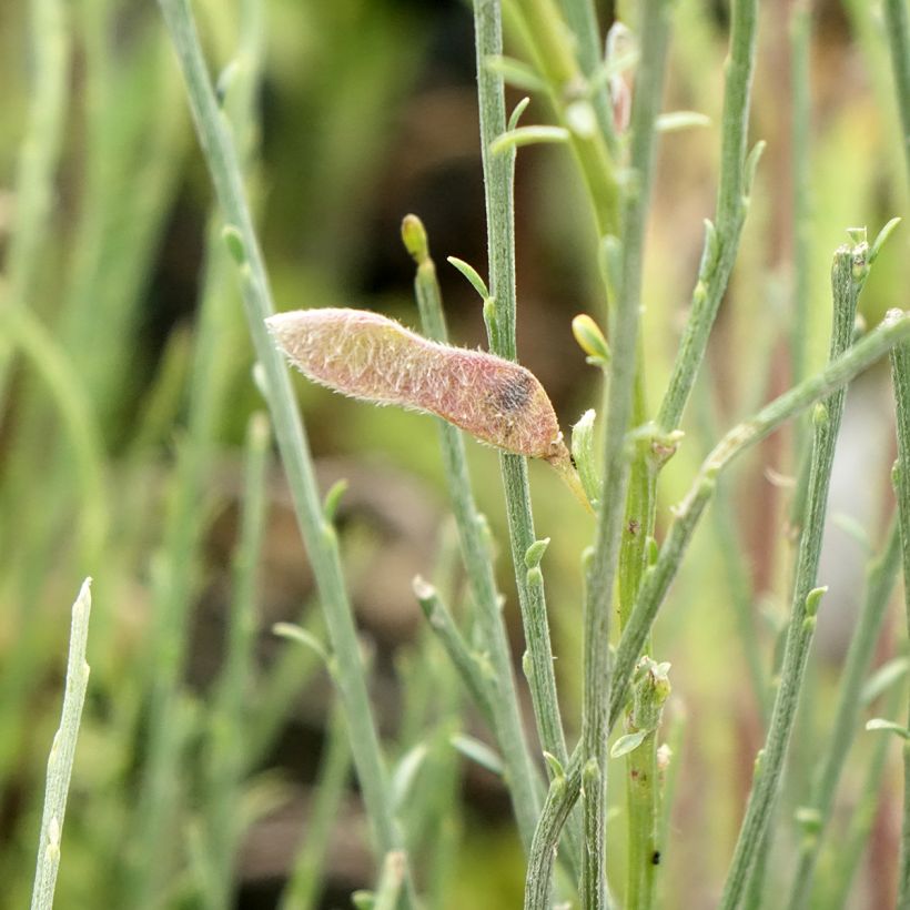 Elfenbeinginster - Cytisus praecox (Harvest)