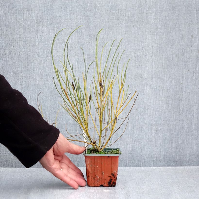 Exemplar von Elfenbeinginster - Cytisus praecox Kleine Töpfe von 8/9 cm wie im Herbst geliefert