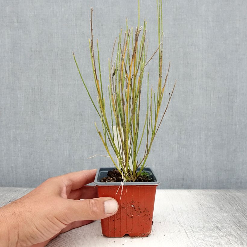 Example of Elfenbeinginster - Cytisus praecox Kleine Töpfe von 8/9 cm as you get in ete