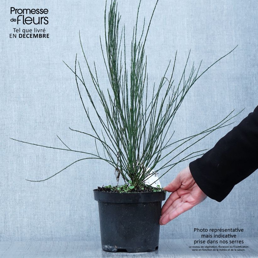 Example of Elfenbeinginster - Cytisus praecox Topf mit 2L/3L as you get in automne