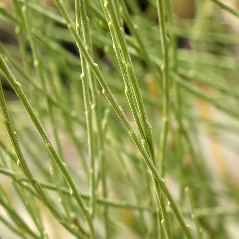Elfenbeinginster - Cytisus praecox (Foliage)