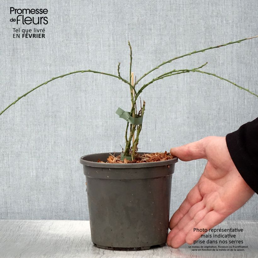 Example of Cytisus kewensis - Zwerg-Elfenbeinginster Topf mit 2L/3L as you get in hiver