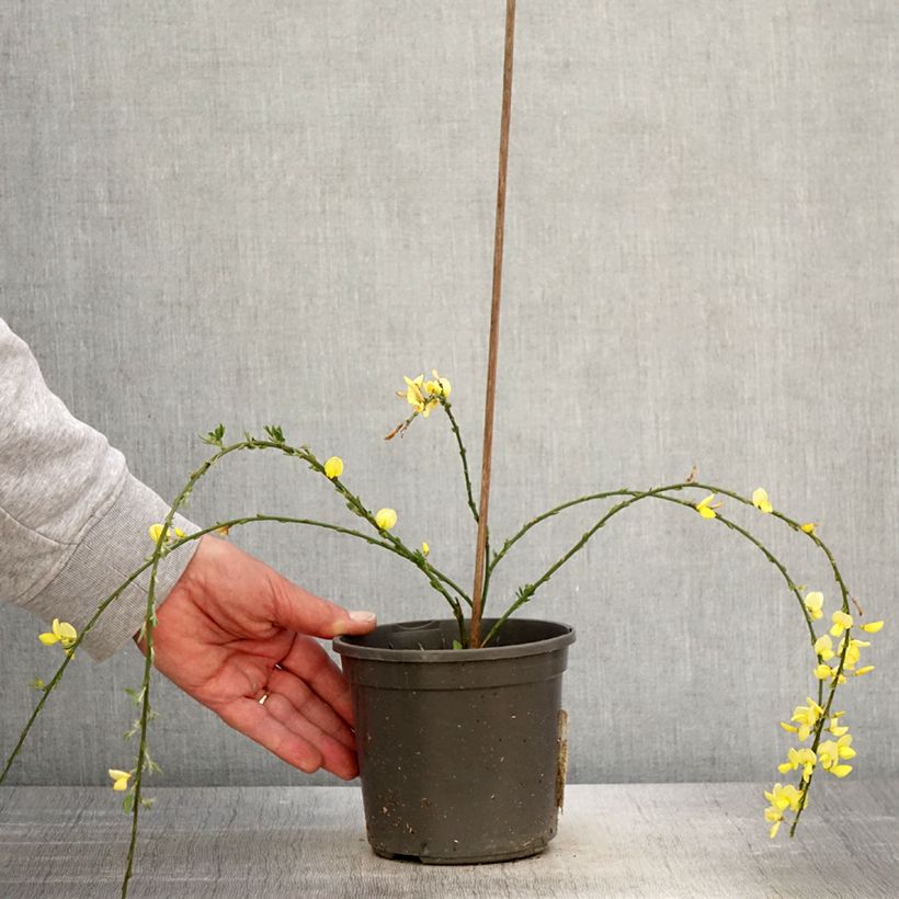 Exemplar von Cytisus kewensis - Zwerg-Elfenbeinginster Topf mit 2L/3L wie im Frühjahr geliefert