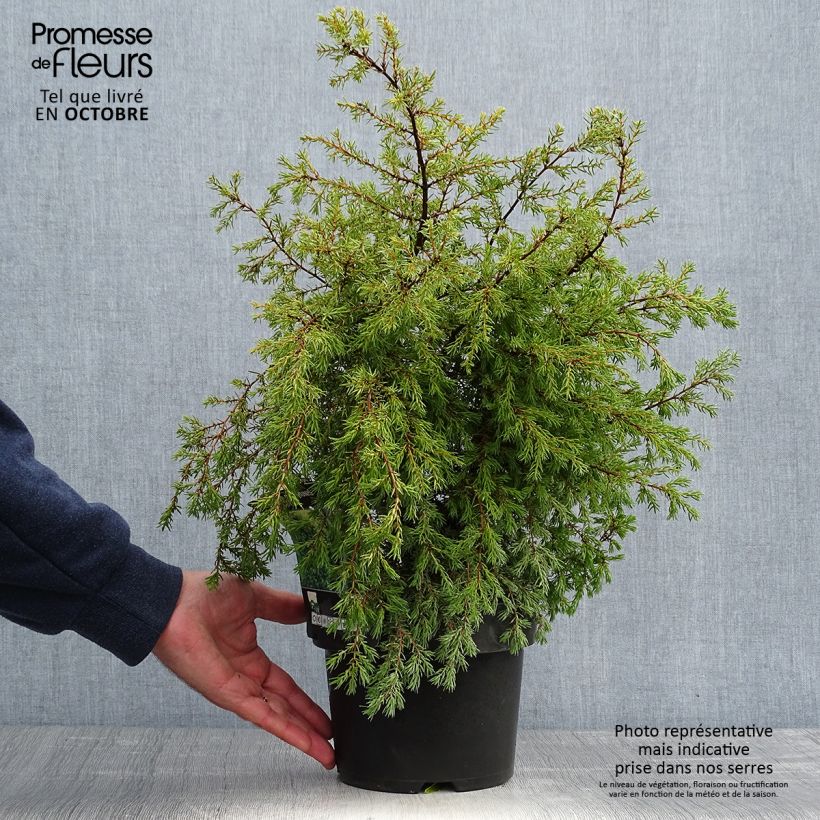 Example of Juniperus communis Gold Cone Topf mit 2L/3L as you get in automne