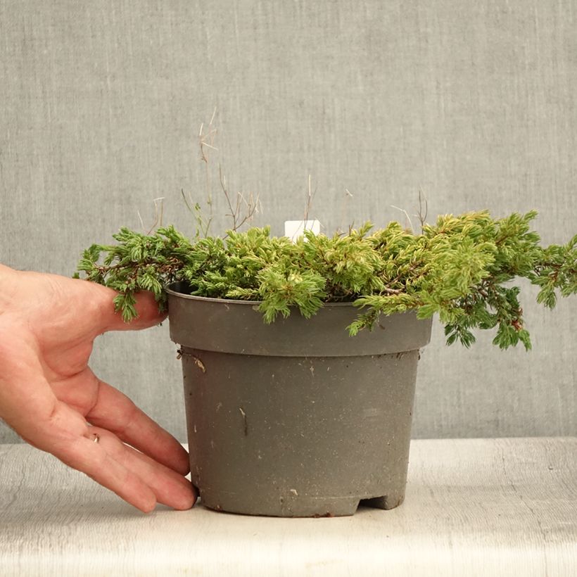 Example of Juniperus communis Goldschatz Topf mit 2L/3L as you get in ete