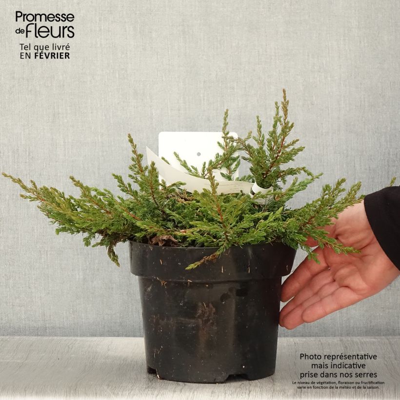 Exemplar von Juniperus communis Goldschatz Topf mit 2L/3L wie im Winter geliefert