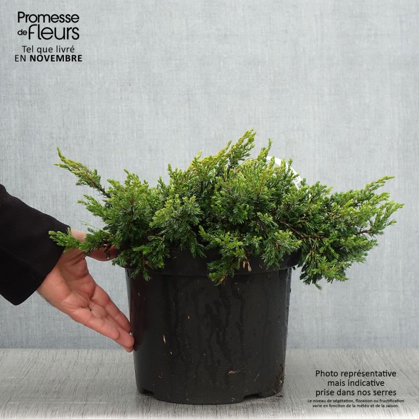 Example of Juniperus communis Goldschatz Topf mit 7,5L/10L as you get in automne
