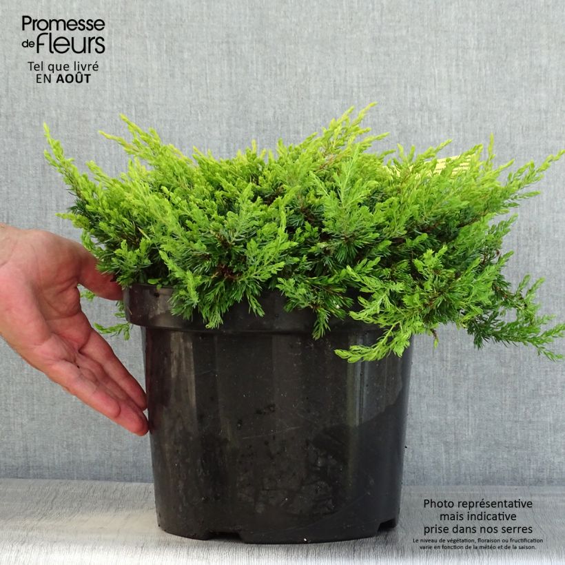 Exemplar von Juniperus communis Goldschatz Topf mit 7,5L/10L wie im Sommer geliefert