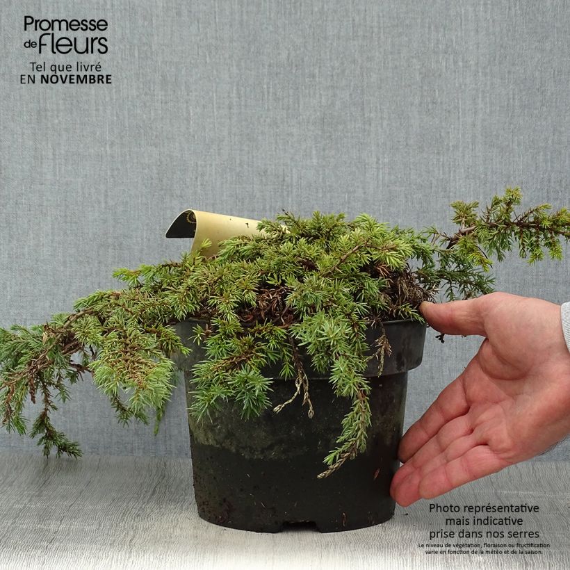 Example of Juniperus communis Green Carpet Topf mit 2L/3L as you get in automne