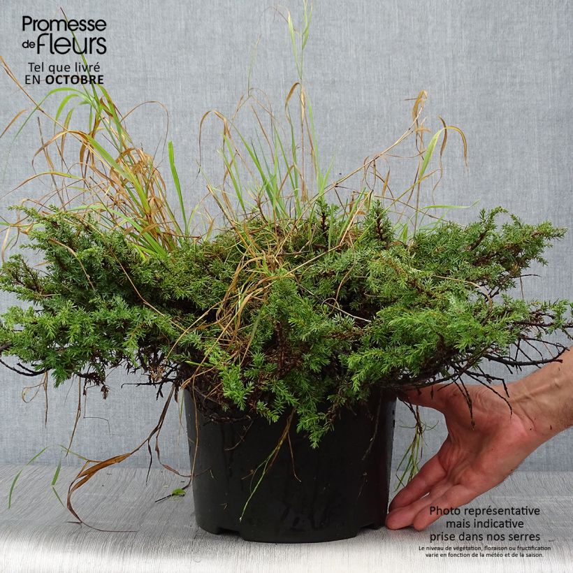 Example of Juniperus communis Green Carpet Topf mit 7,5L/10L as you get in automne