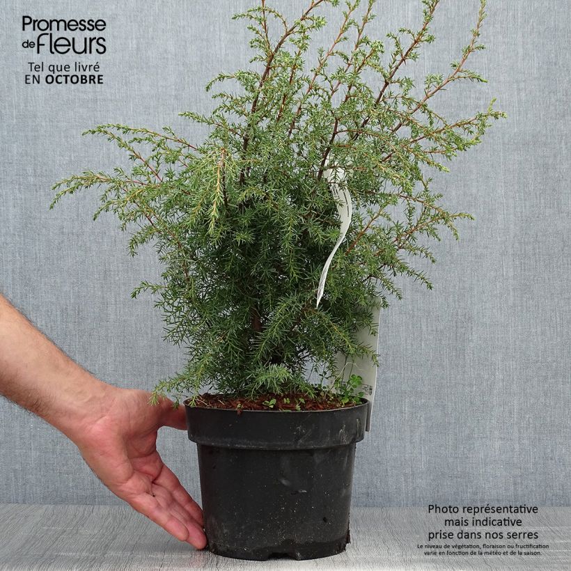 Example of Juniperus communis Hibernica Topf mit 2L/3L as you get in automne
