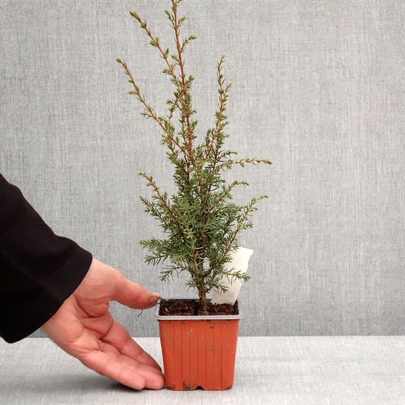 Example of Juniperus communis Hibernica Kleine Töpfe von 8/9 cm as you get in hiver