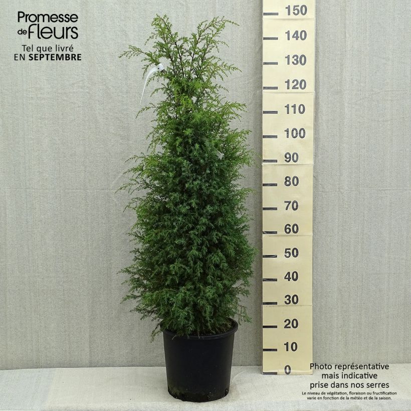 Example of Juniperus communis Pyramidalis Topf mit 12L/15L as you get in ete