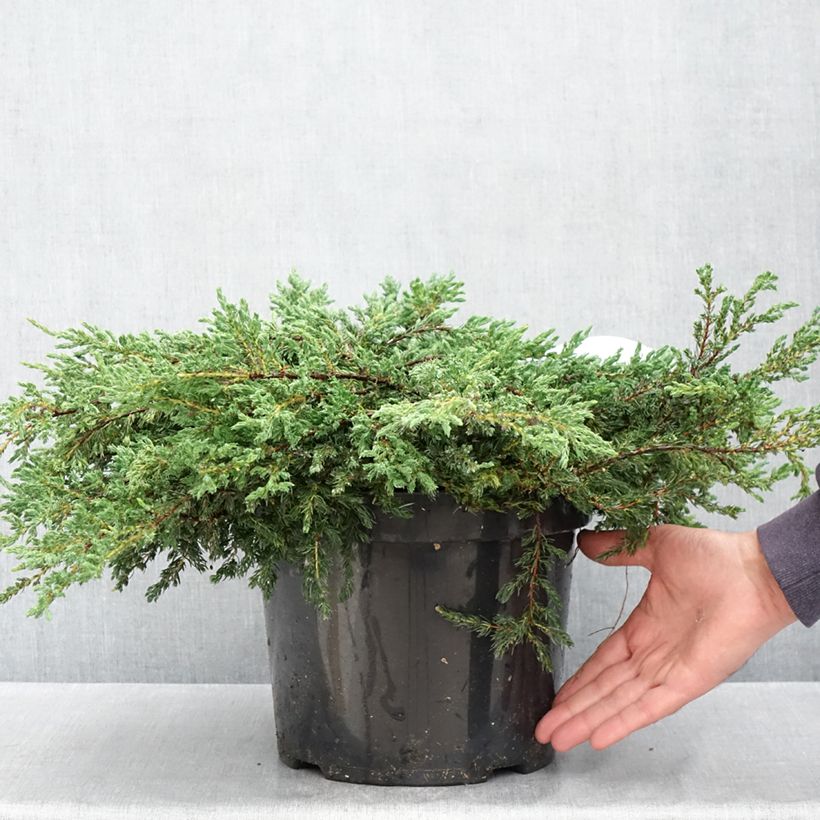 Example of Juniperus communis Repanda Topf mit 7,5L/10L as you get in printemps