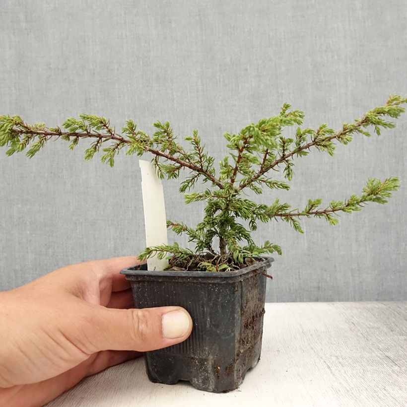 Example of Juniperus communis Repanda Kleine Töpfe von 8/9 cm as you get in ete