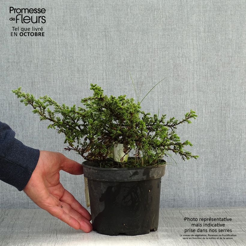 Example of Juniperus communis Repanda Topf mit 2L/3L as you get in automne