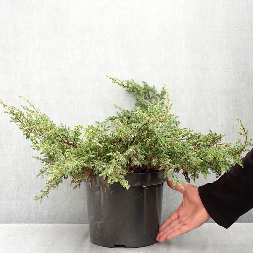 Exemplar von Juniperus communis Repanda Topf mit 7,5L/10L wie im Herbst geliefert