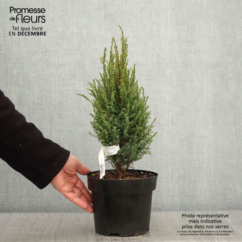 Example of Juniperus communis Compressa Topf mit 2L/3L as you get in automne