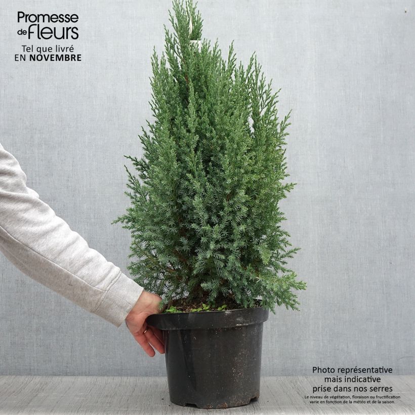 Example of Juniperus chinensis Stricta Topf mit 7,5L/10L as you get in automne