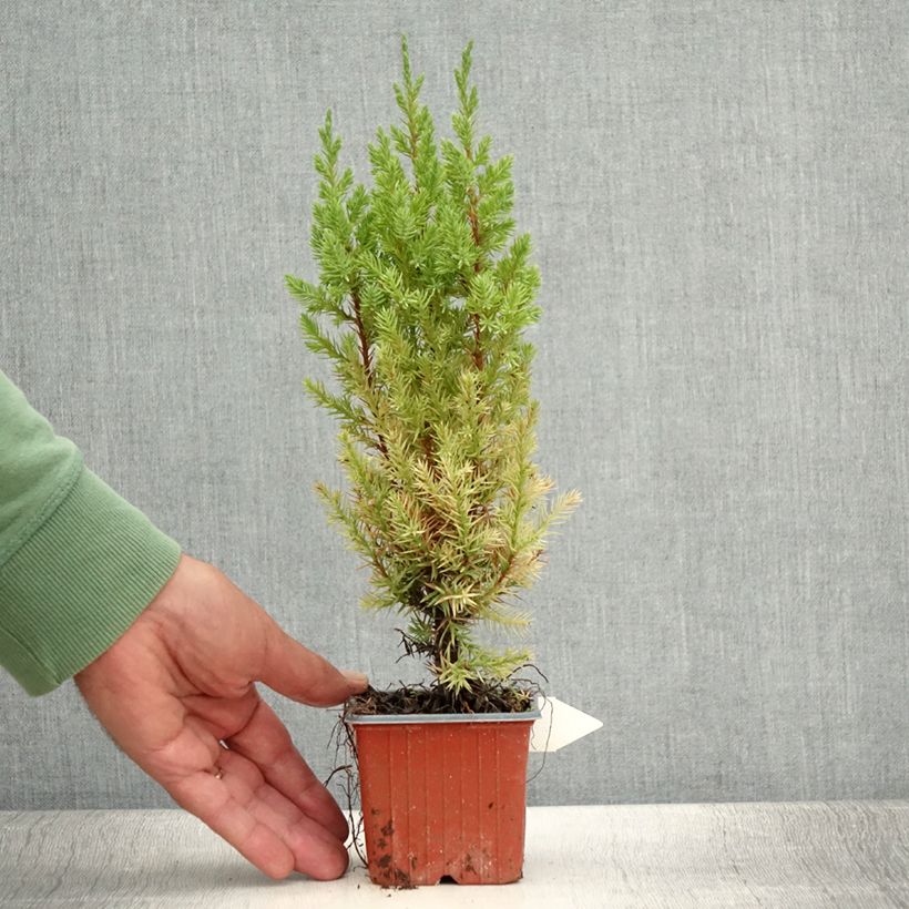 Example of Juniperus chinensis Stricta Kleine Töpfe von 8/9 cm as you get in ete