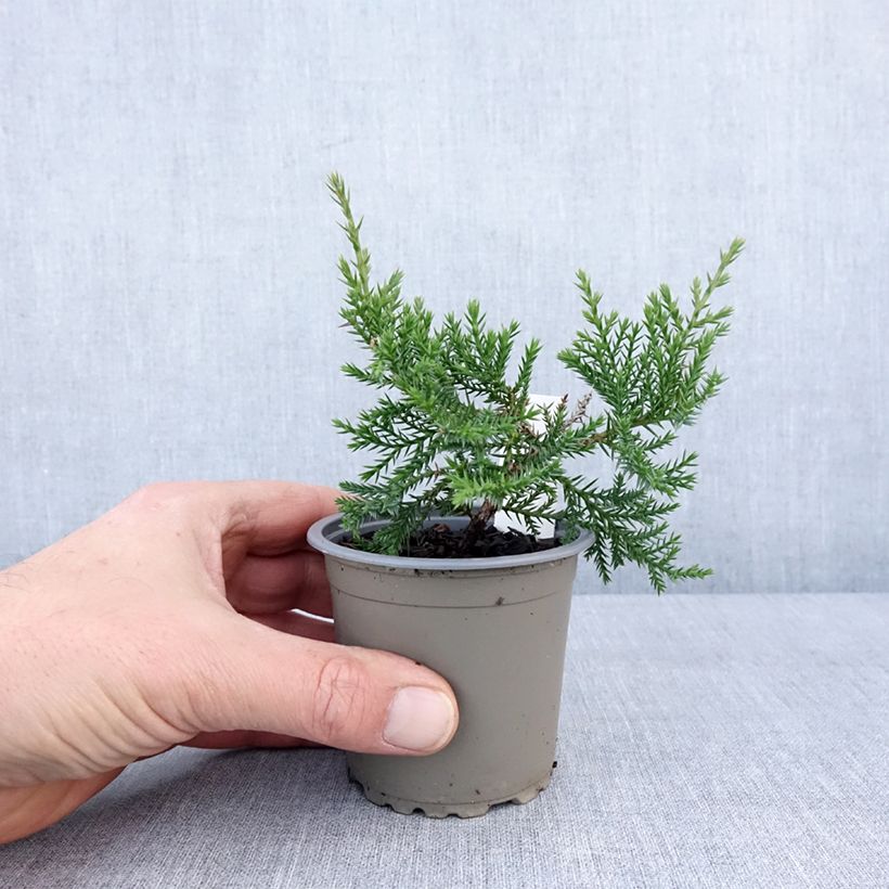 Example of Juniperus pfitzeriana Compacta Kleine Töpfe von 8/9 cm as you get in hiver