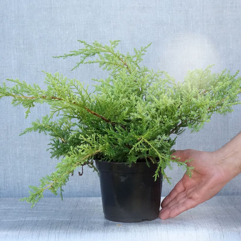 Exemplar von Juniperus pfitzeriana Compacta Topf mit 2L/3L wie im Sommer geliefert
