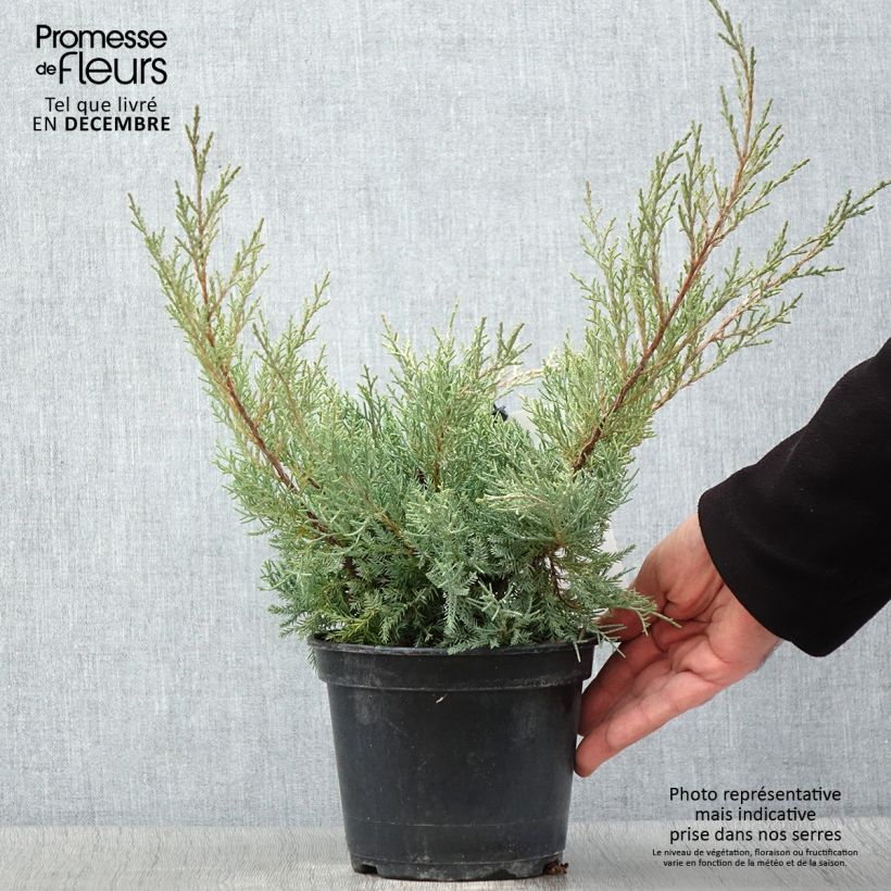 Example of Juniperus pfitzeriana Glauca Topf mit 2L/3L as you get in automne
