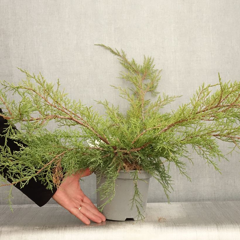 Example of Juniperus media Pfitzeriana Topf mit 2L/3L as you get in automne