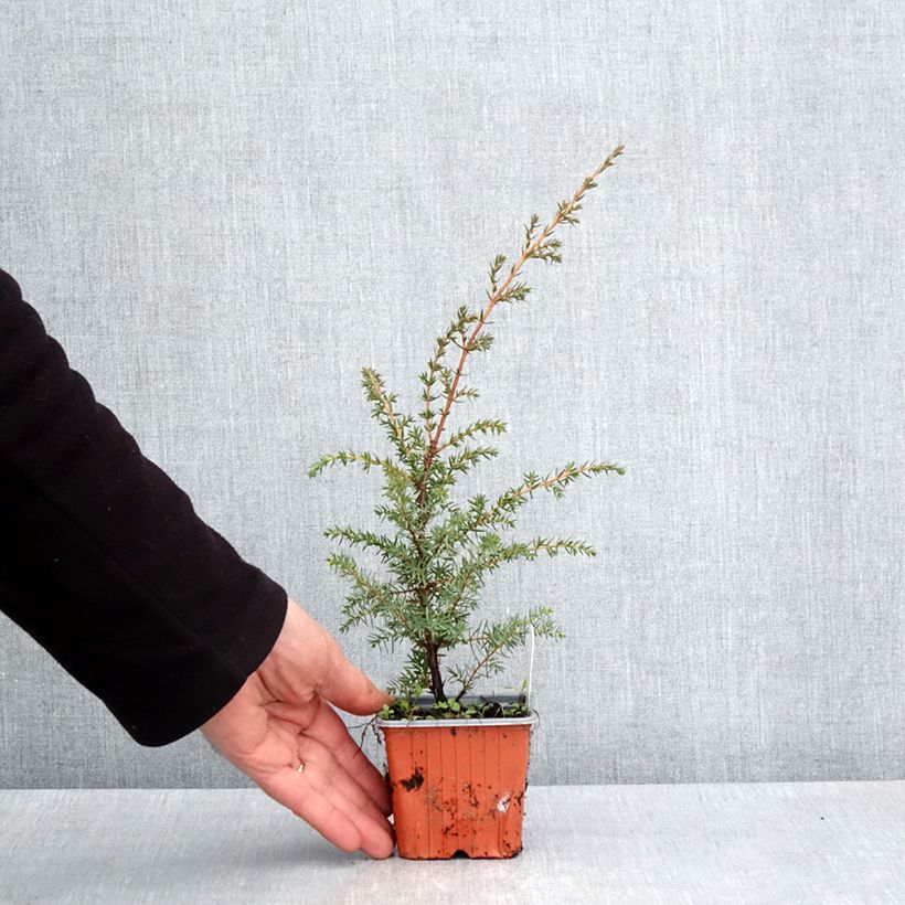 Exemplar von Juniperus communis Suecica Kleine Töpfe von 8/9 cm wie im Frühjahr geliefert