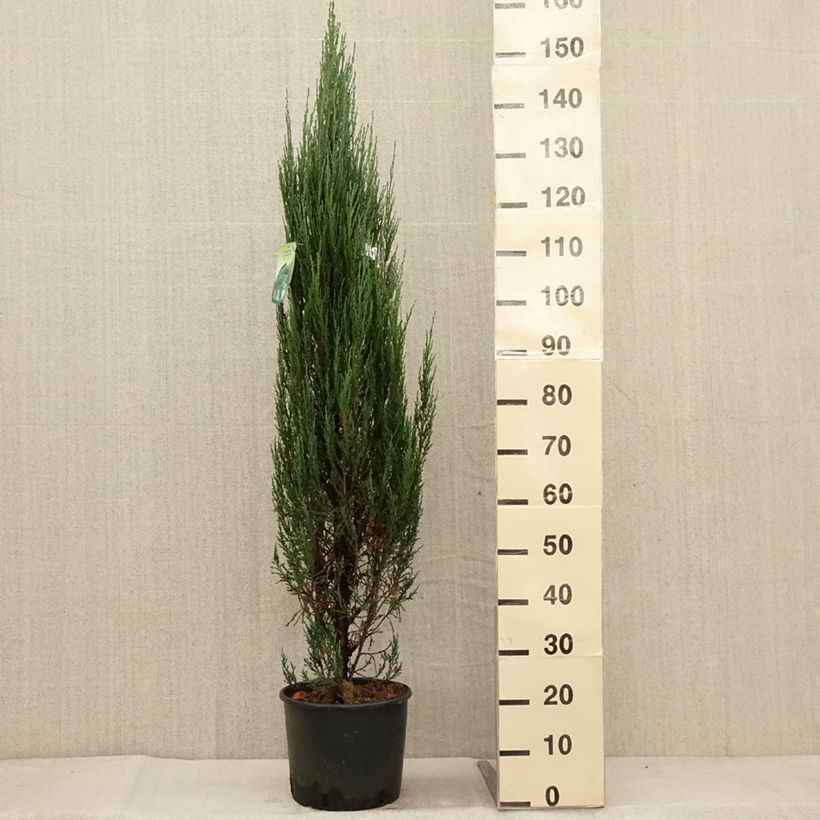 Example of Juniperus scopulorum Blue Arrow Topf mit 6L/7L as you get in automne