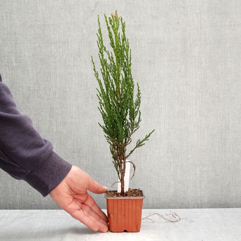 Exemplar von Juniperus scopulorum Blue Arrow Kleine Töpfe von 8/9 cm wie im Frühjahr geliefert