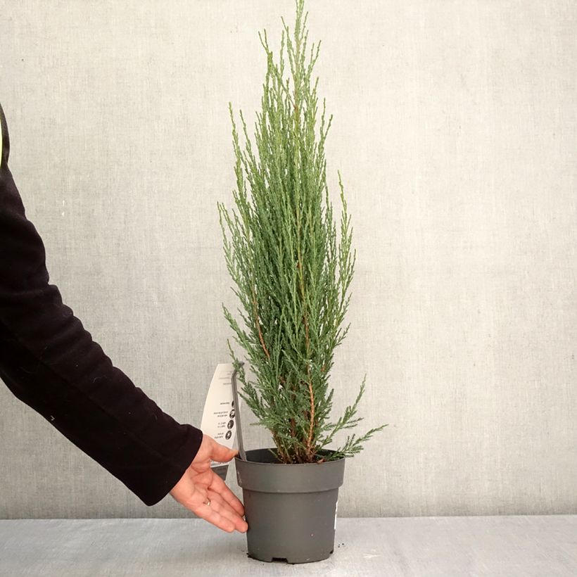 Exemplar von Juniperus scopulorum Blue Arrow Topf mit 2L/3L wie im Herbst geliefert
