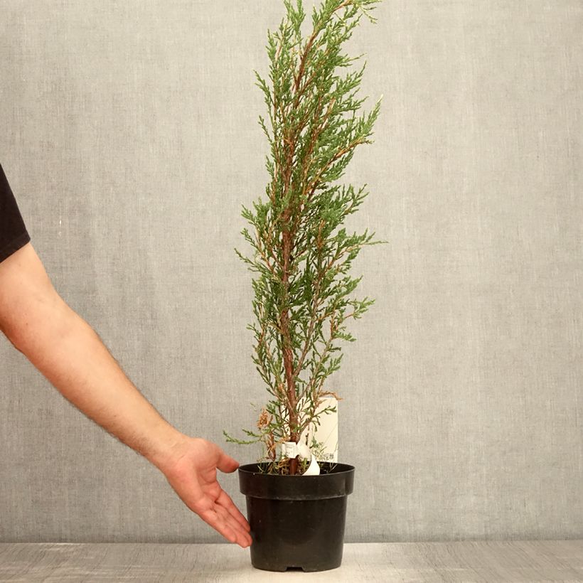 Exemplar von Juniperus scopulorum Blue Ivory Topf mit 2L/3L wie im Sommer geliefert