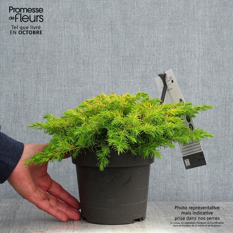Example of Juniperus conferta All Gold Topf mit 2L/3L as you get in automne