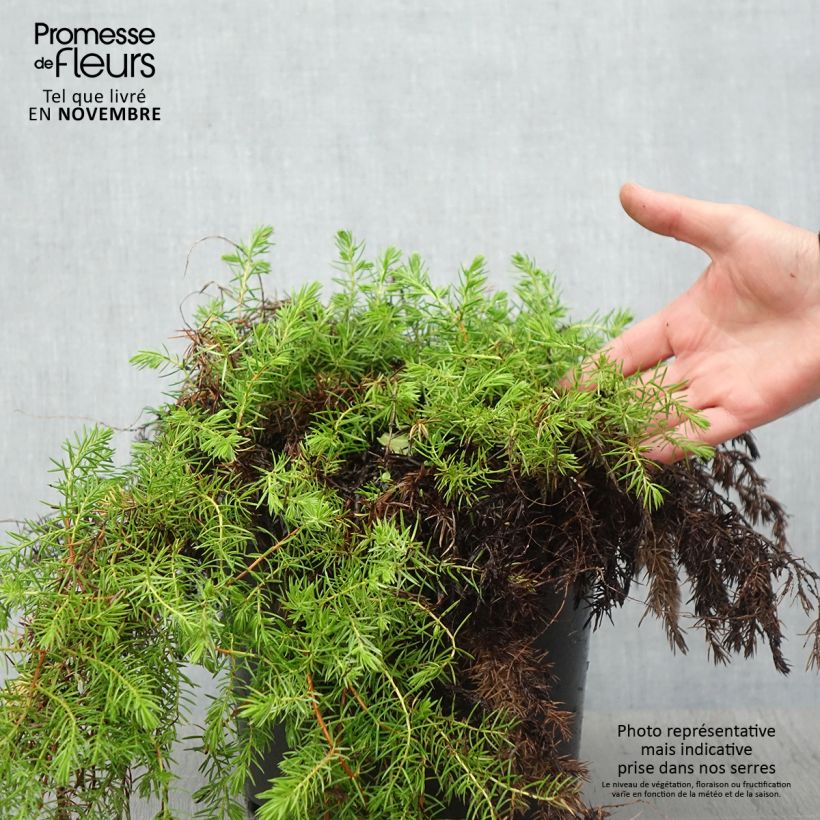 Example of Juniperus conferta All Gold Topf mit 7,5L/10L as you get in automne
