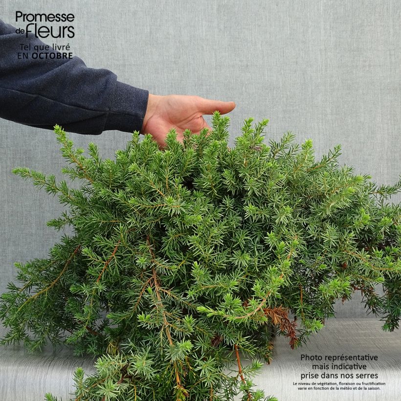 Example of Juniperus conferta Blue Pacific Topf mit 7,5L/10L as you get in automne