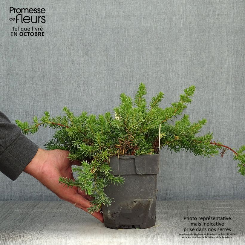 Example of Juniperus conferta Blue Pacific Topf mit 2L/3L as you get in automne