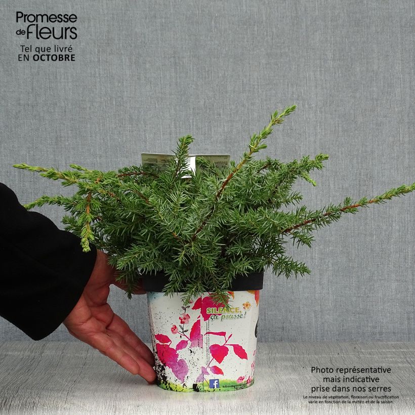 Example of Juniperus conferta Schlager Topf mit 2L/3L as you get in automne