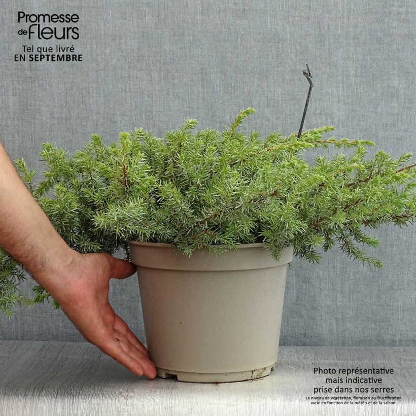 Example of Juniperus conferta Schlager Topf mit 4L/5L as you get in ete