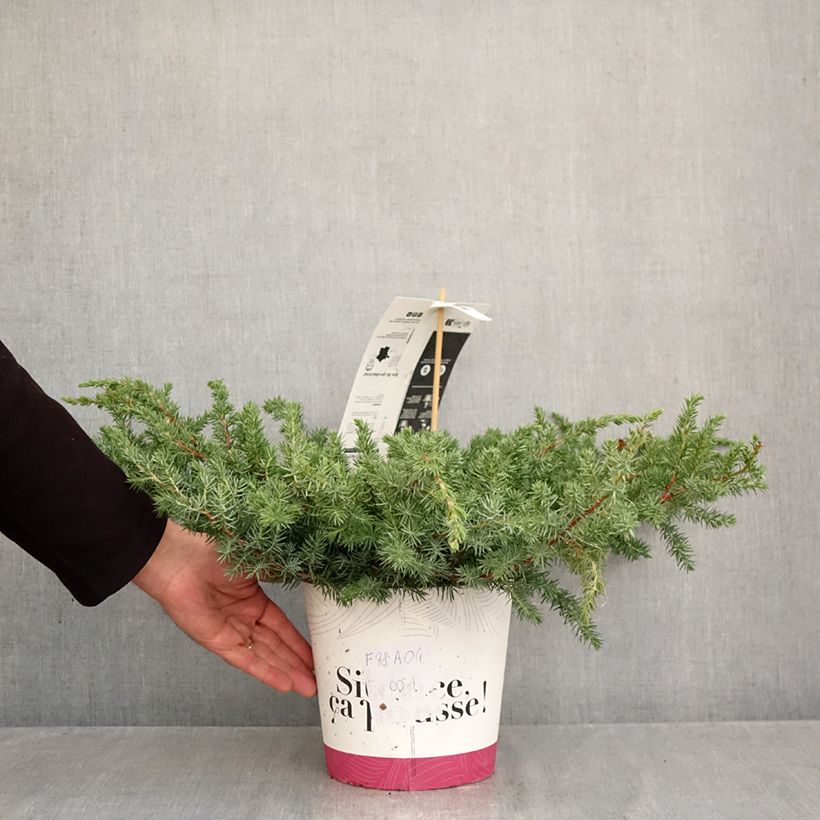 Exemplar von Juniperus conferta Schlager Topf mit 4L/5L wie im Herbst geliefert