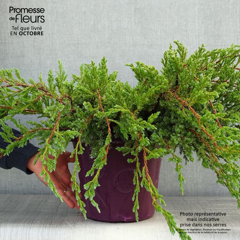 Example of Juniperus squamata Blue Carpet Topf mit 4L/5L as you get in automne