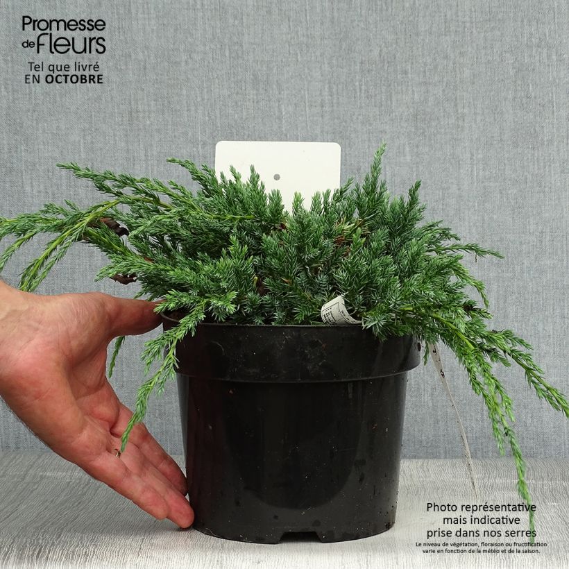 Example of Juniperus squamata Blue Carpet Topf mit 2L/3L as you get in automne