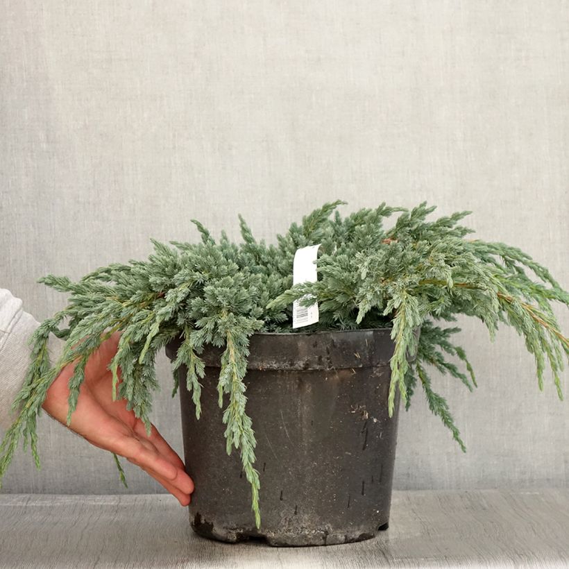 Example of Juniperus squamata Blue Spider Topf mit 7,5L/10L as you get in automne