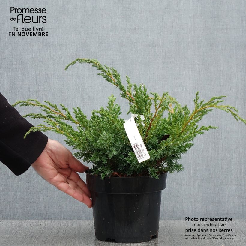 Example of Juniperus squamata Blue Swede Topf mit 2L/3L as you get in automne